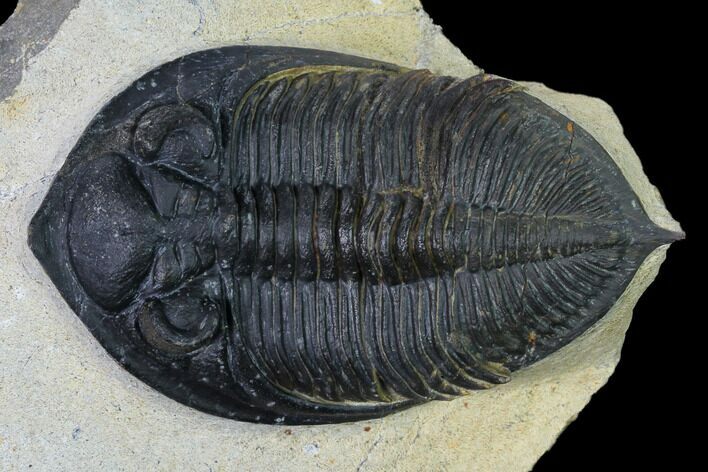 Zlichovaspis Trilobite - Atchana, Morocco #165884